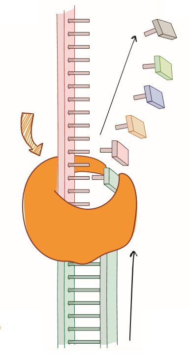 aim of pcr experiment